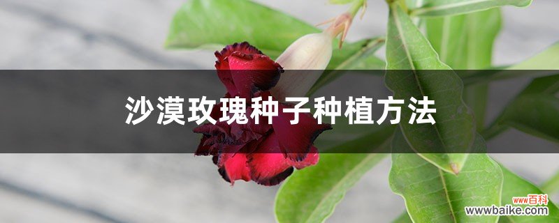 沙漠玫瑰种子种植方法