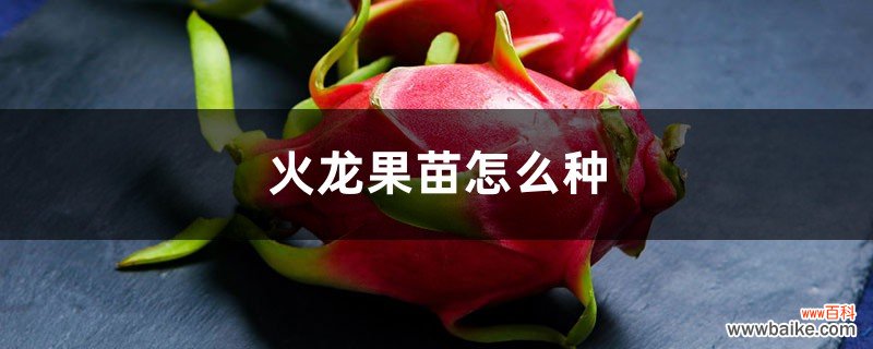 火龙果苗怎么种