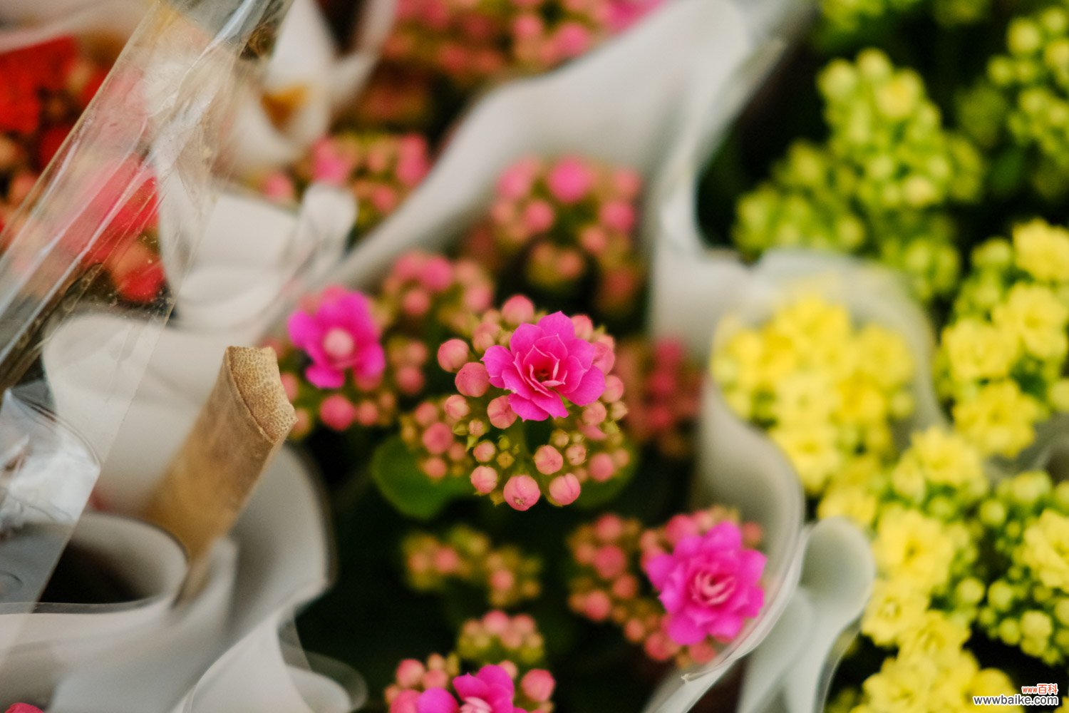 “长寿花”开满盆并不难，勤“砍”枝头，花开的拦不住