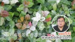 五彩络石怎么养才开花