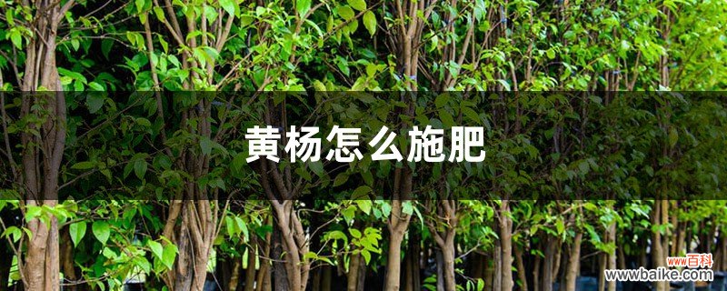 黄杨怎么施肥