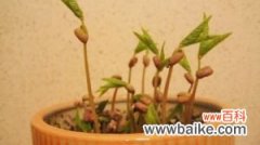 绿豆怎么种小盆栽