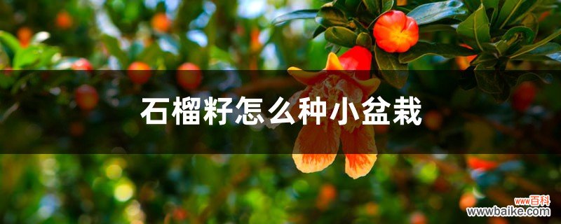 石榴籽怎么种小盆栽