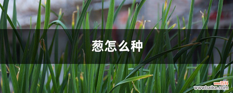 葱怎么种