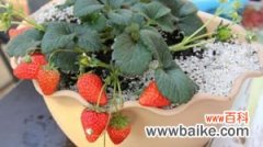 草莓种子怎么种