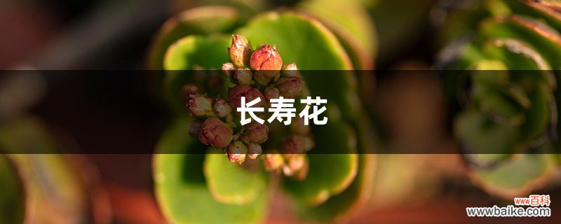 秋天来了，赶紧给“长寿花”盆里加点“它”，花苞开的拦不住！