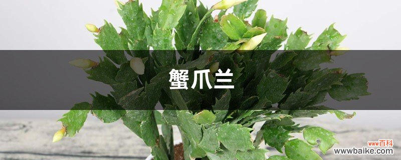 王大哥养花有诀窍，给花喂点“薄油水”，蟹爪兰开花盆盆旺！