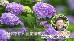 绣球花怎么在花瓶里养