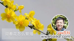 迎春花怎么繁殖