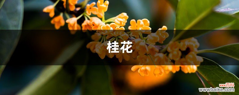 桂花盆栽里掺点“它”，枝芽冒不停，满园飘着桂花香