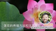 莲花的养殖方法和注意事项