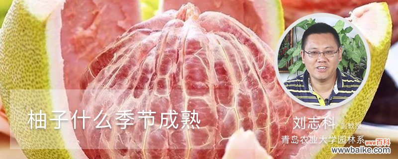 柚子什么季节成熟