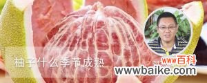 柚子什么季节成熟