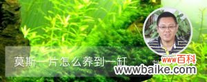 莫斯一片怎么养到一缸