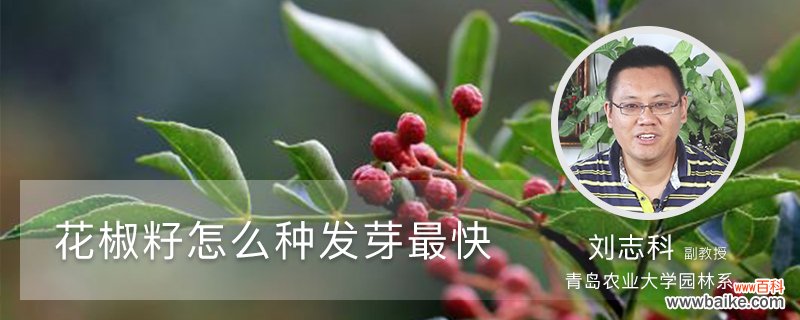 花椒籽怎么种发芽最快