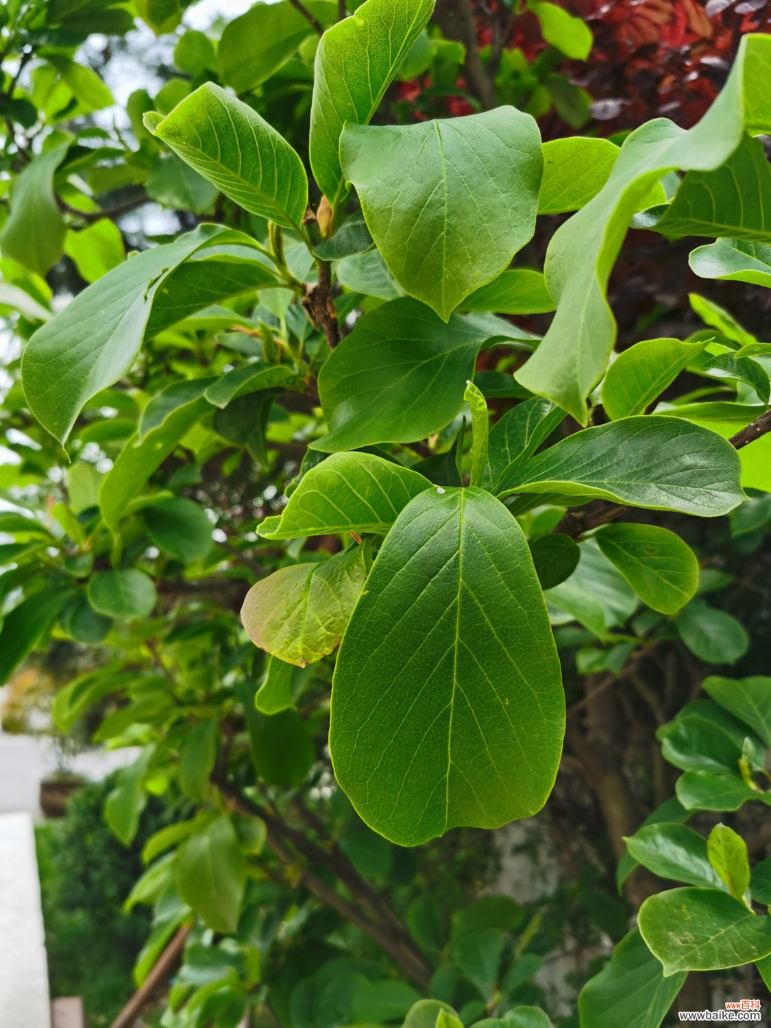 玉兰树的种植方法