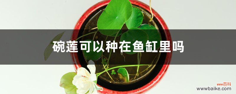 碗莲可以种在鱼缸里吗