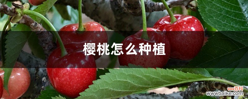 樱桃怎么种植