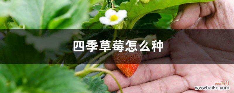 四季草莓怎么种