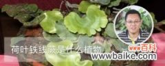 荷叶铁线蕨是什么植物