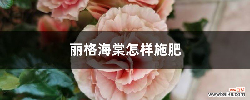 丽格海棠怎样施肥