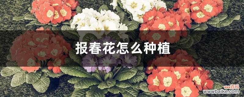 报春花怎么种植