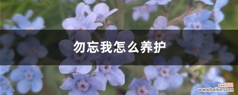 勿忘我怎么养护