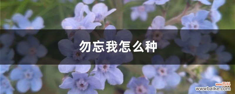 勿忘我怎么种