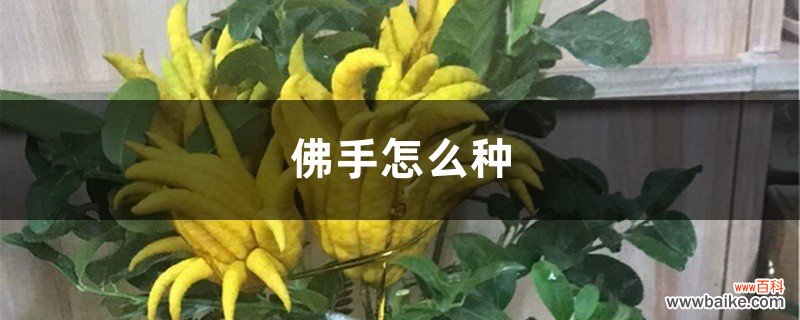 佛手怎么种