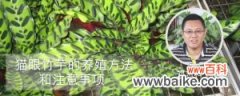 猫眼竹芋的养殖方法和注意事项