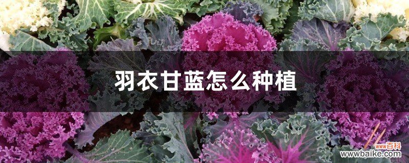 羽衣甘蓝怎么种植