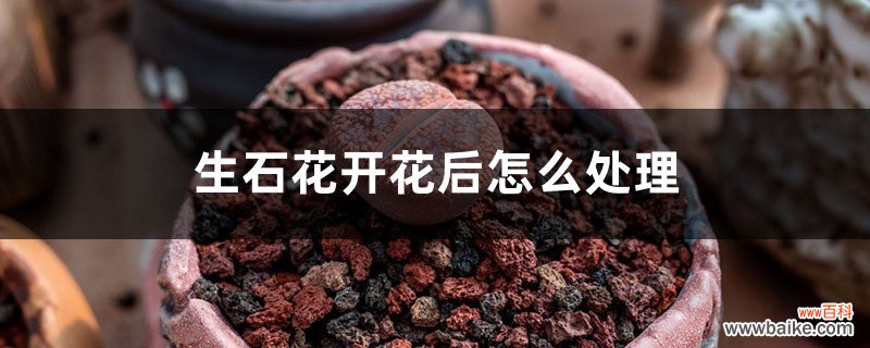 生石花开花后怎么处理