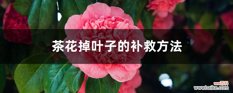 茶花掉叶子的补救方法