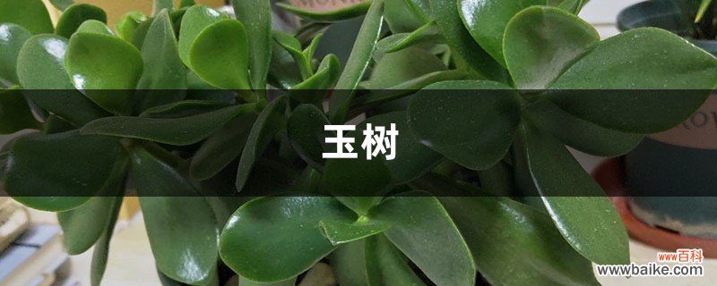 奶奶养玉树，一个破瓷盆养了30年，花开1000朵叶子流油！