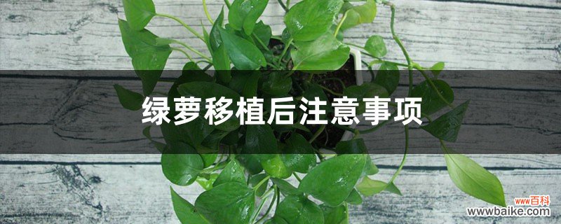 绿萝移植后注意事项