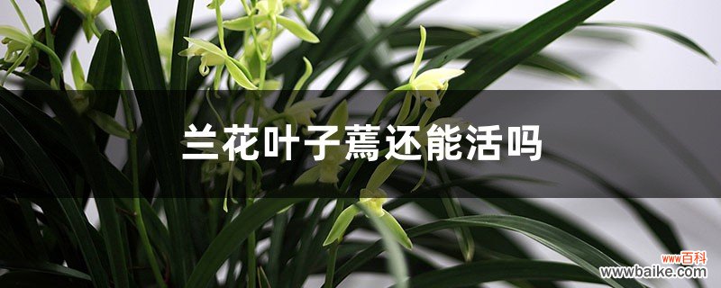 兰花叶子蔫还能活吗