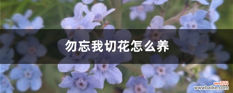 勿忘我切花怎么养