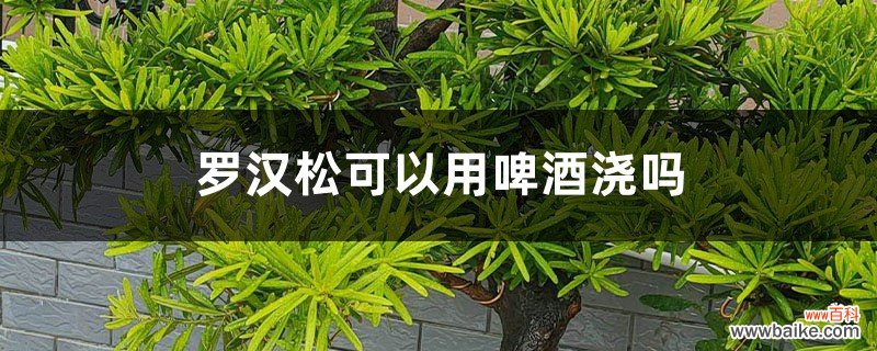 罗汉松可以用啤酒浇吗