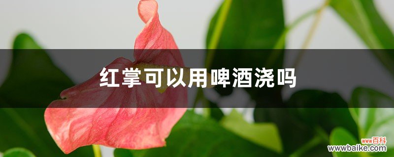 红掌可以用啤酒浇吗