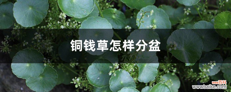 铜钱草怎样分盆