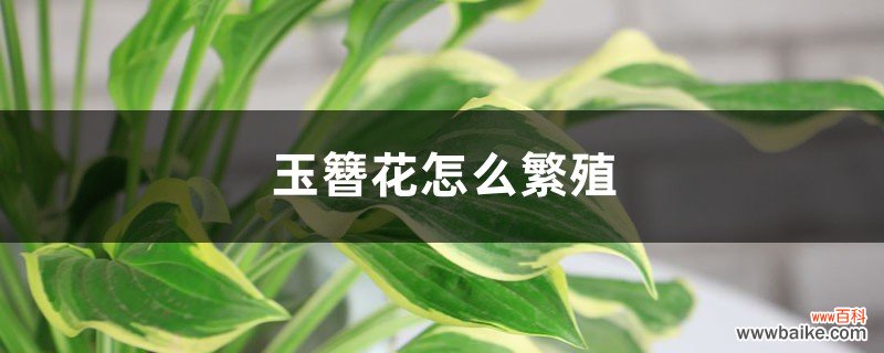 玉簪花怎么繁殖