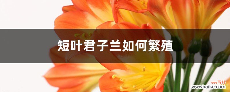 短叶君子兰如何繁殖