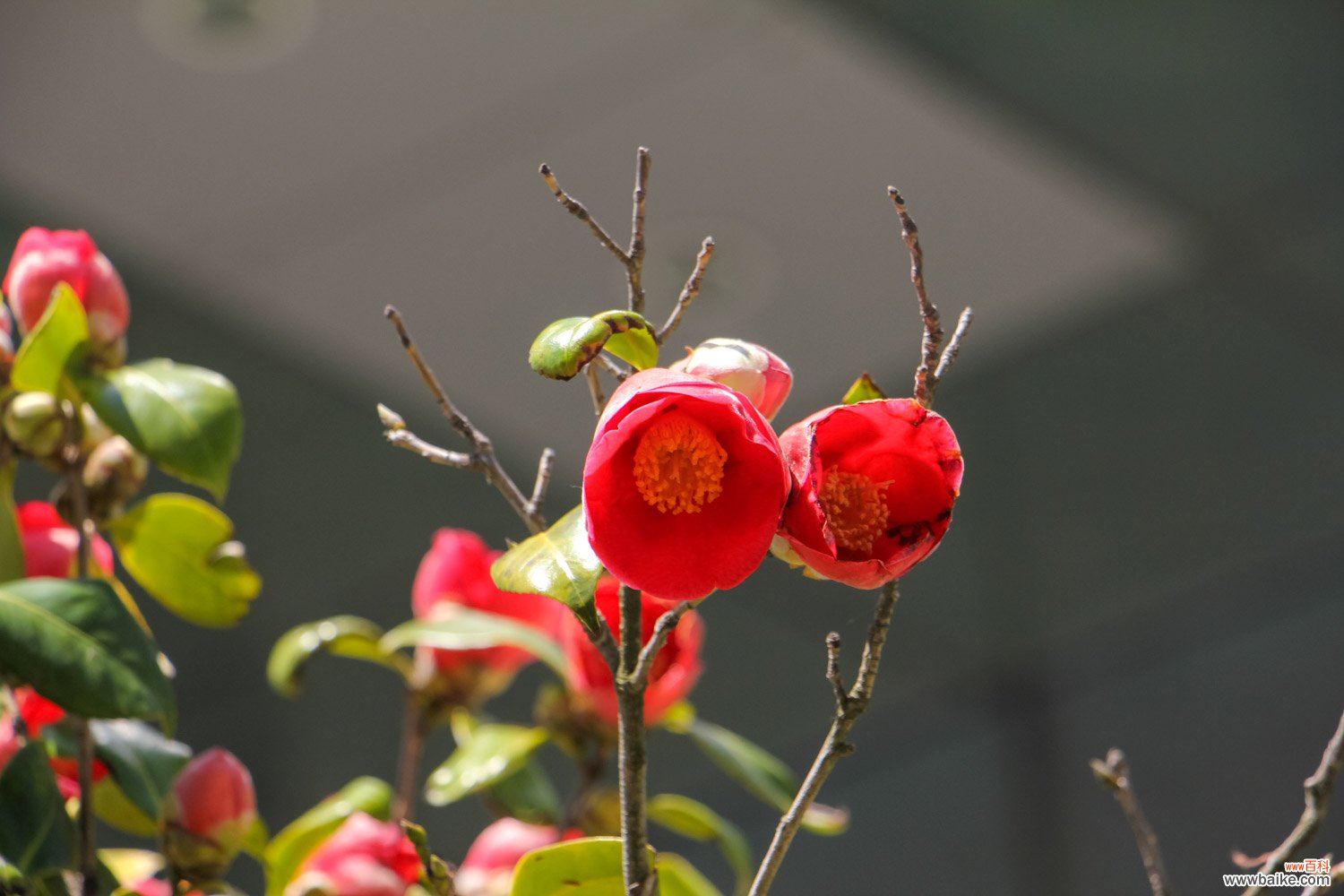 “茶花”开花之前，1把剪刀剪一剪，花开得更旺了