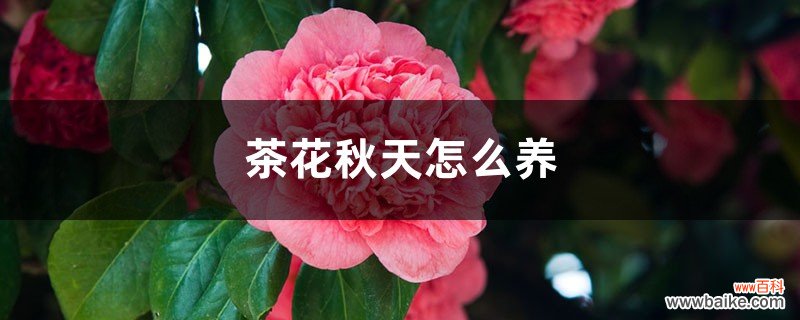 茶花秋天怎么养