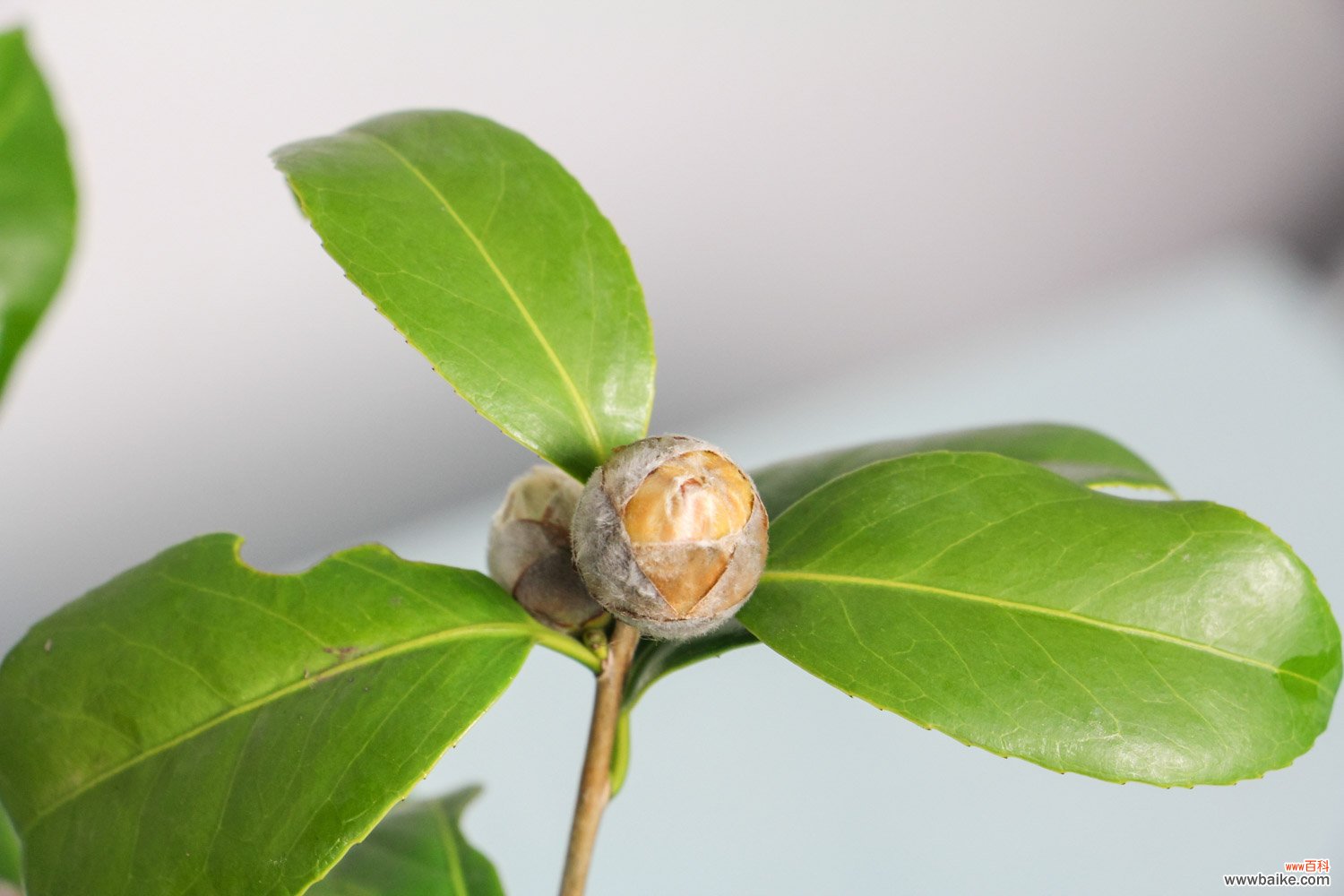 茶花秋天怎么养