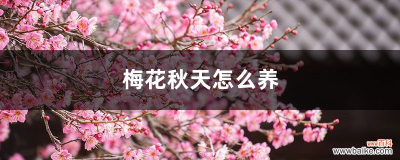 梅花秋天怎么养