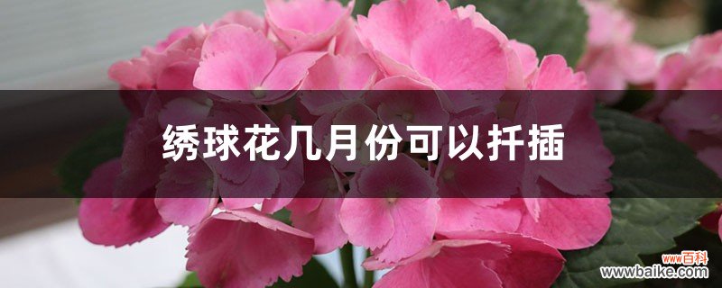 绣球花几月份可以扦插