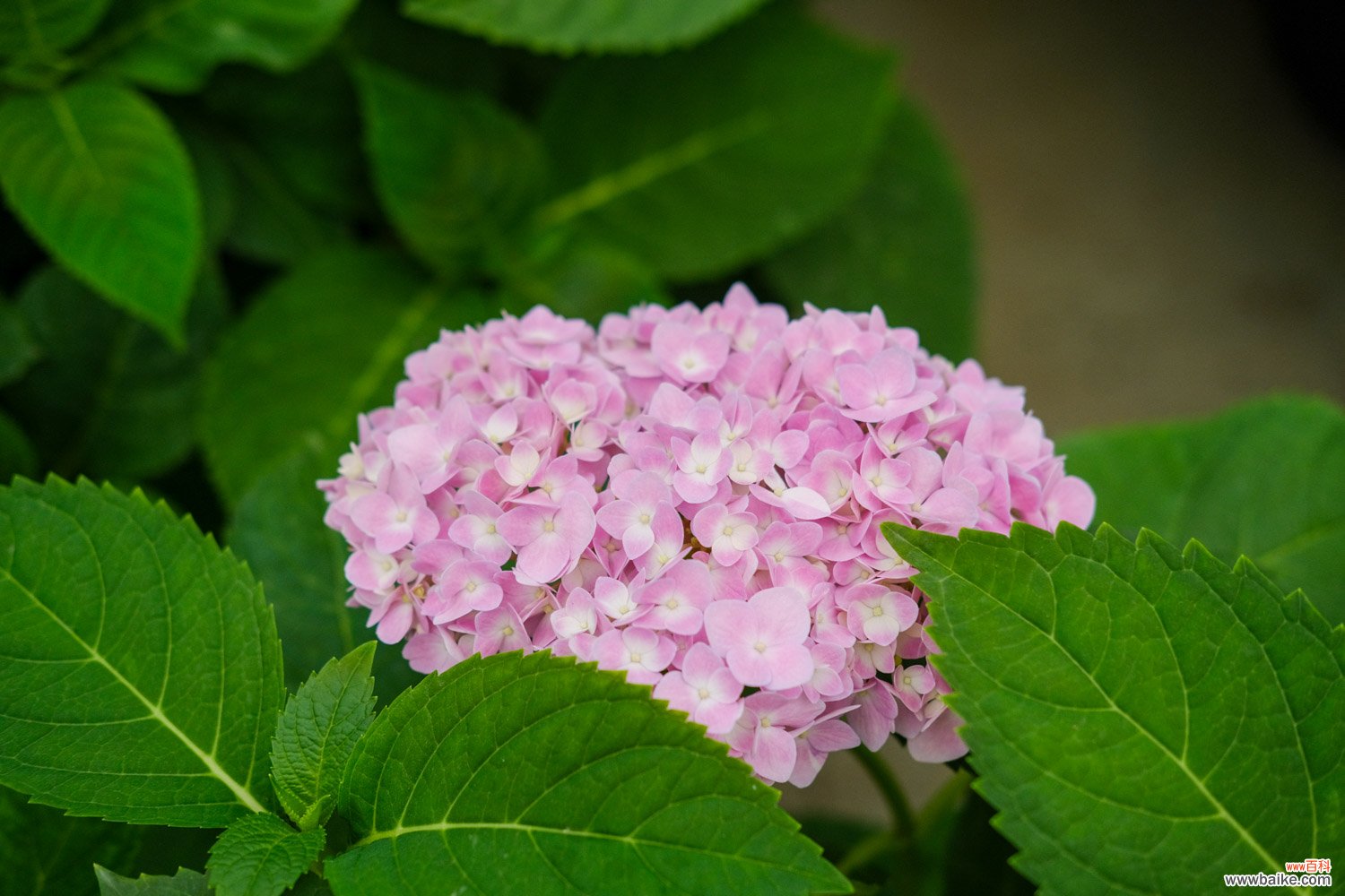 绣球花几月份可以扦插