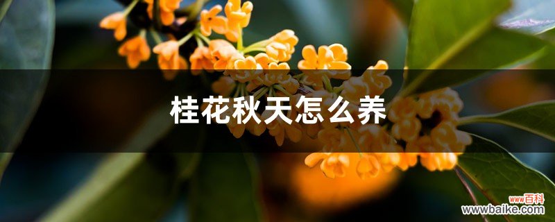 桂花秋天怎么养