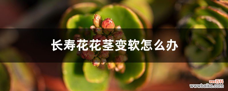 长寿花花茎变软怎么办